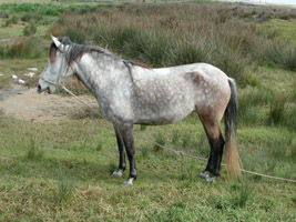 Horse feeding near Paseo del Atlántico, Conil de la Frontera