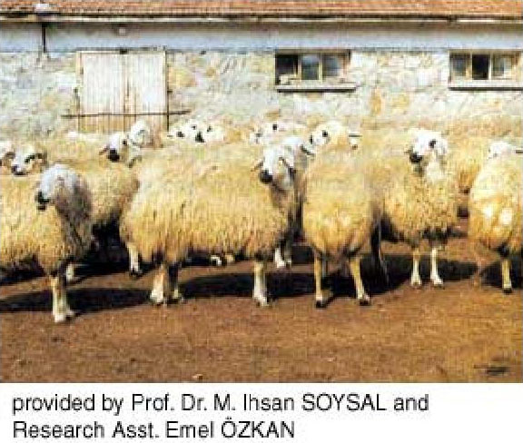 White Karaman sheep