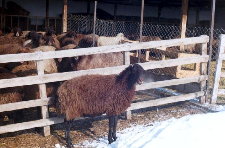 Purple Karaman sheep